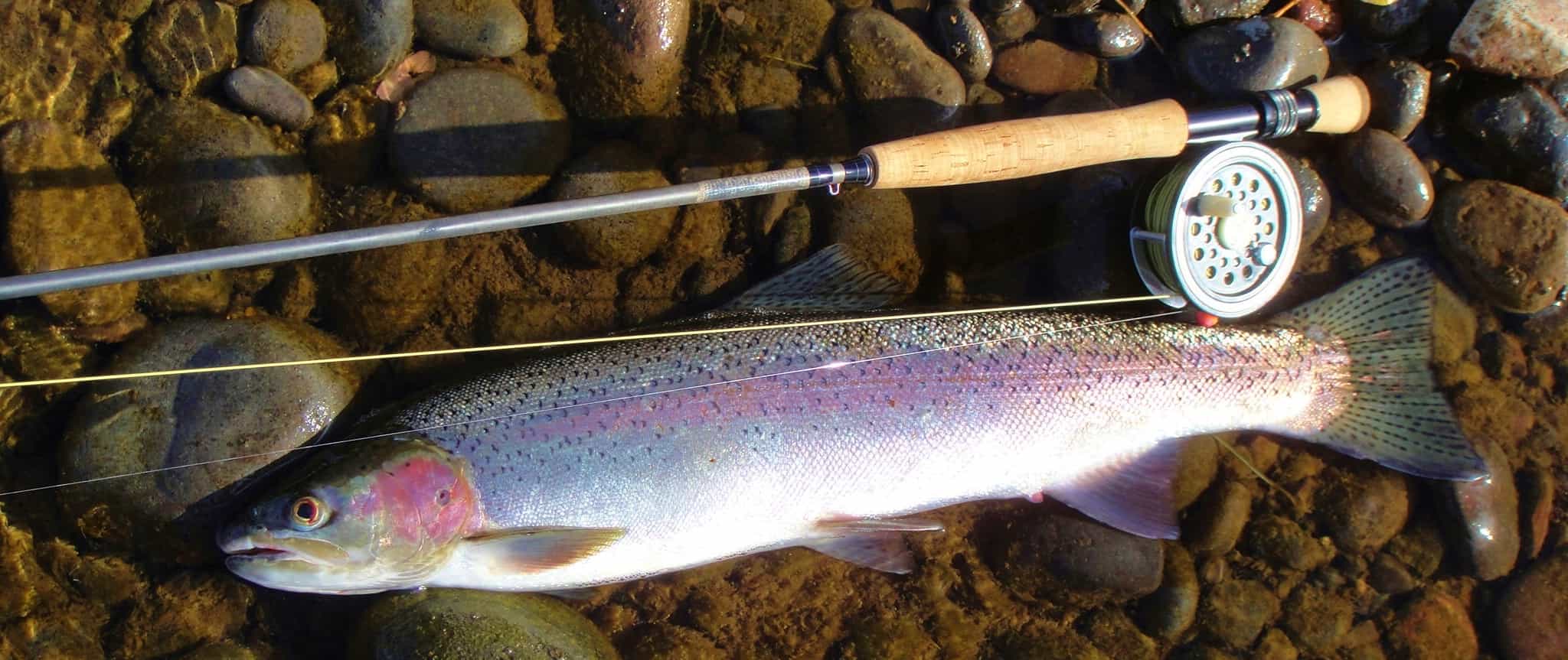 Fly fishing rod and reel with a Rogue river, Oregon summer steelhead.