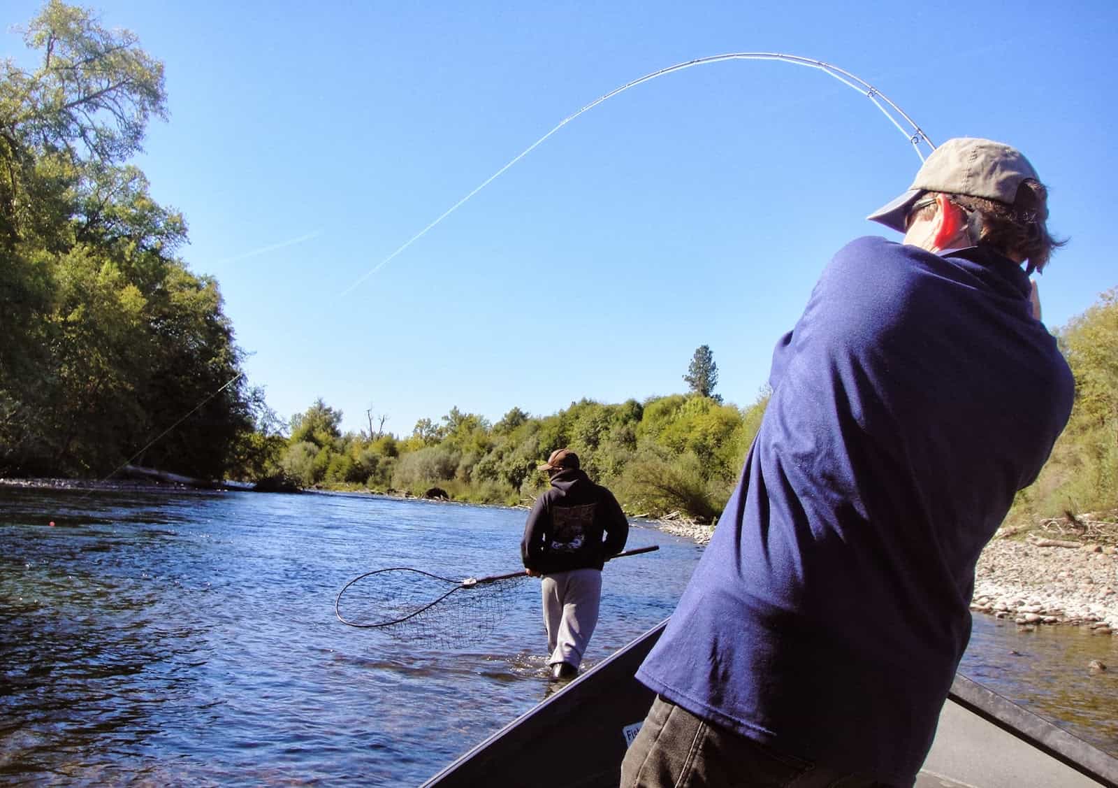 Angler hooked into a steelhead with bent rod with guide getting ready to net his catch.